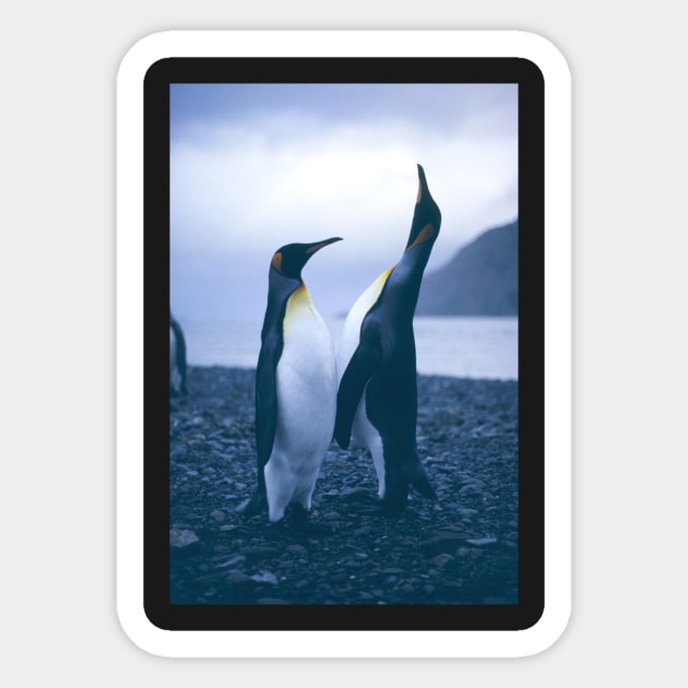 King Penguins Sticker by Bravuramedia